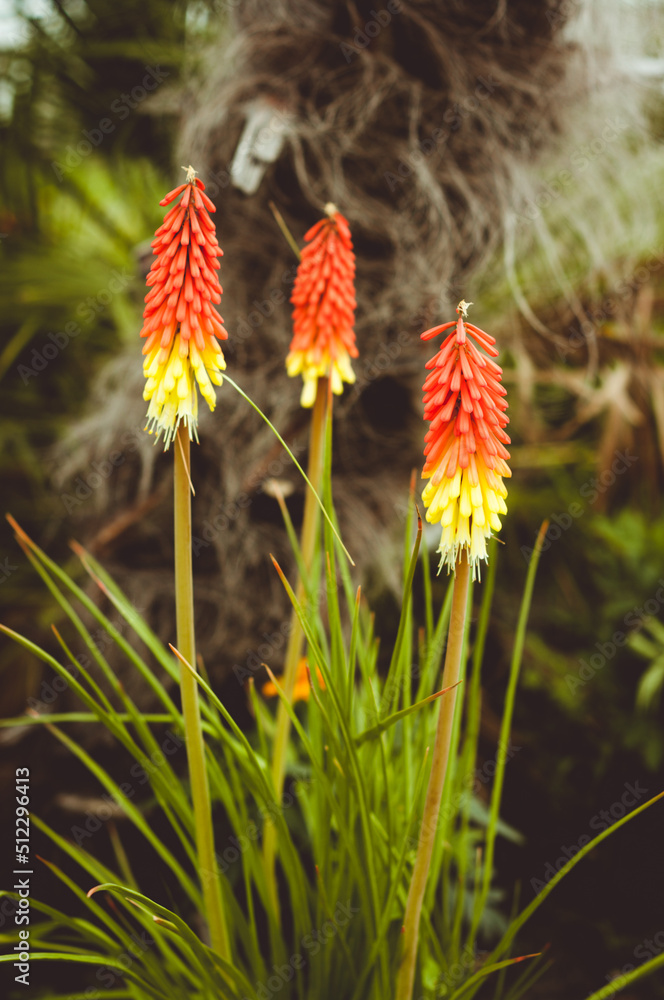 Beautiful red and yellow flowers in the garden. Beautiful red and yellow flowers in the garden.
