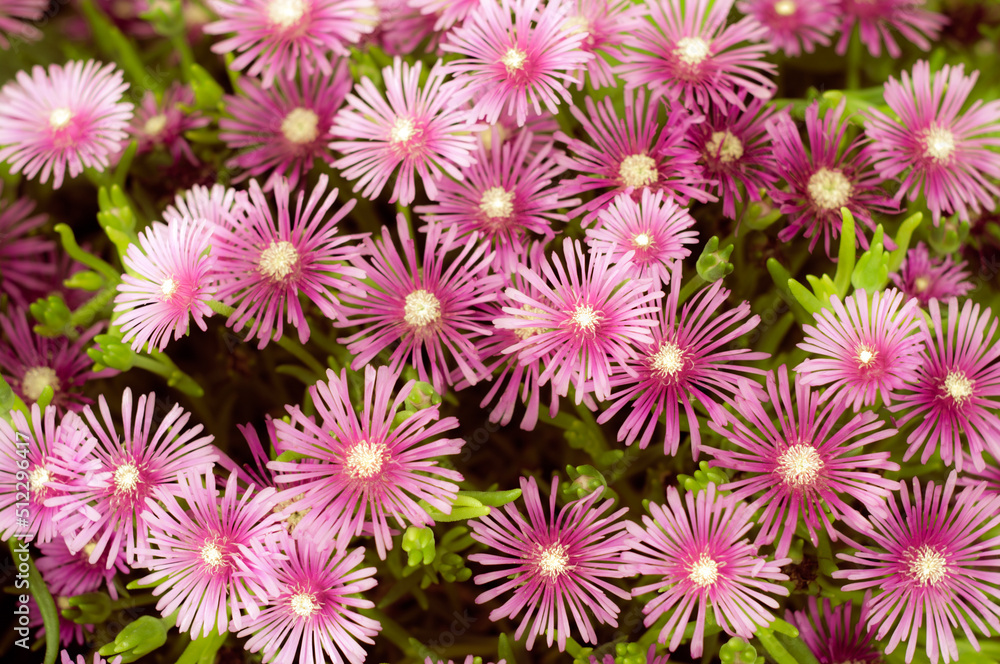 Beautiful pink purple flowers background. Pink flowers close up view. Beautiful pink purple flowers background. Pink flowers close up view.