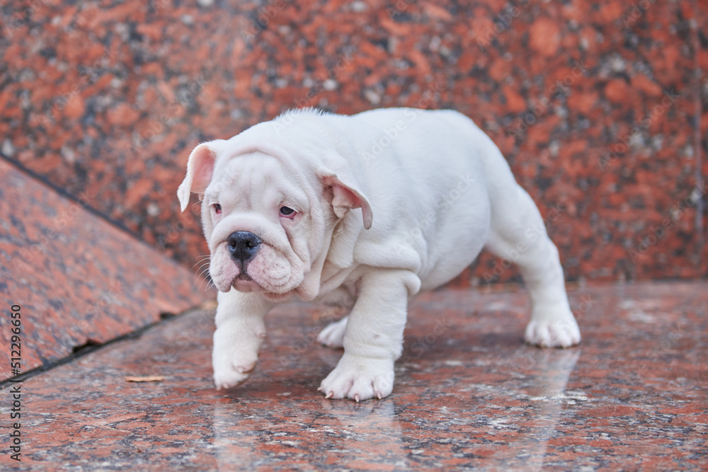 Little cute and funny english bulldog puppy