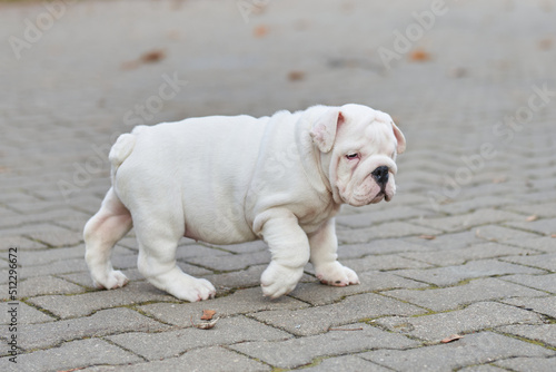 Puppy english bulldog playing, puppy in motion