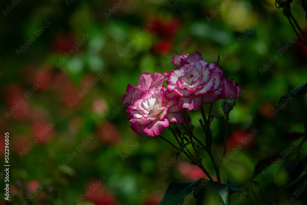 Nice  rose flowers with bokeh nature flora gardening macro, freshness and summer time