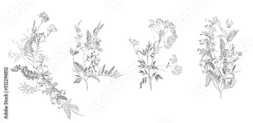 Bouquets of simple field plants drawn in pencil