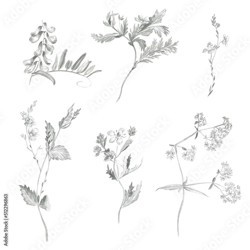 Pencil sketches of simple wildflowers