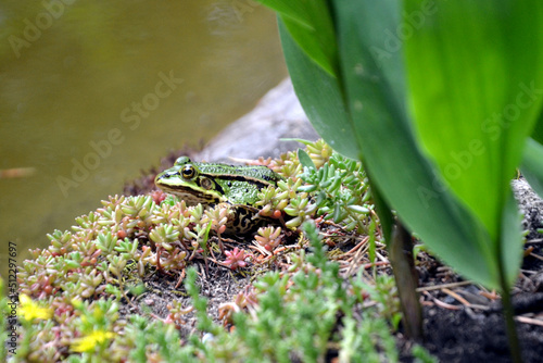 Lake or Pool Frog (Pelophylax lessonae), Marsh frog (Pelophylax ridibundus), edible frog (Pelophylax esculentus) on the edge of the pond. Cute green frog resting on the shore of the pond