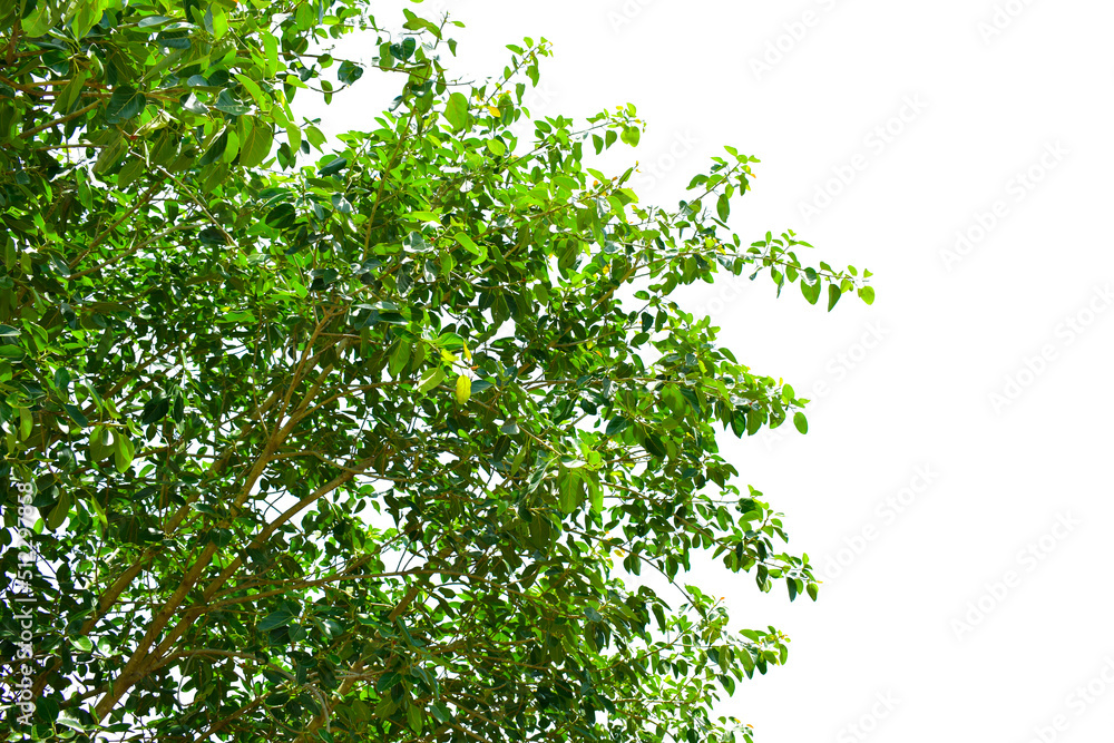 Ficus benghalensis, Banyan plant green leaf. Ficus benghalensis, Banyan plant green leaf.