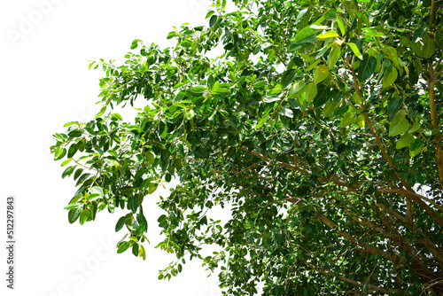 Ficus benghalensis, Banyan plant green leaf.