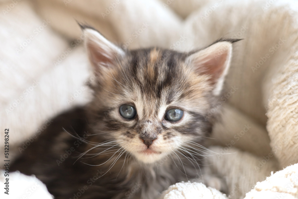 Pets. cute little maine coon breeds kitten is wrapped in a blanket. Pet Care
