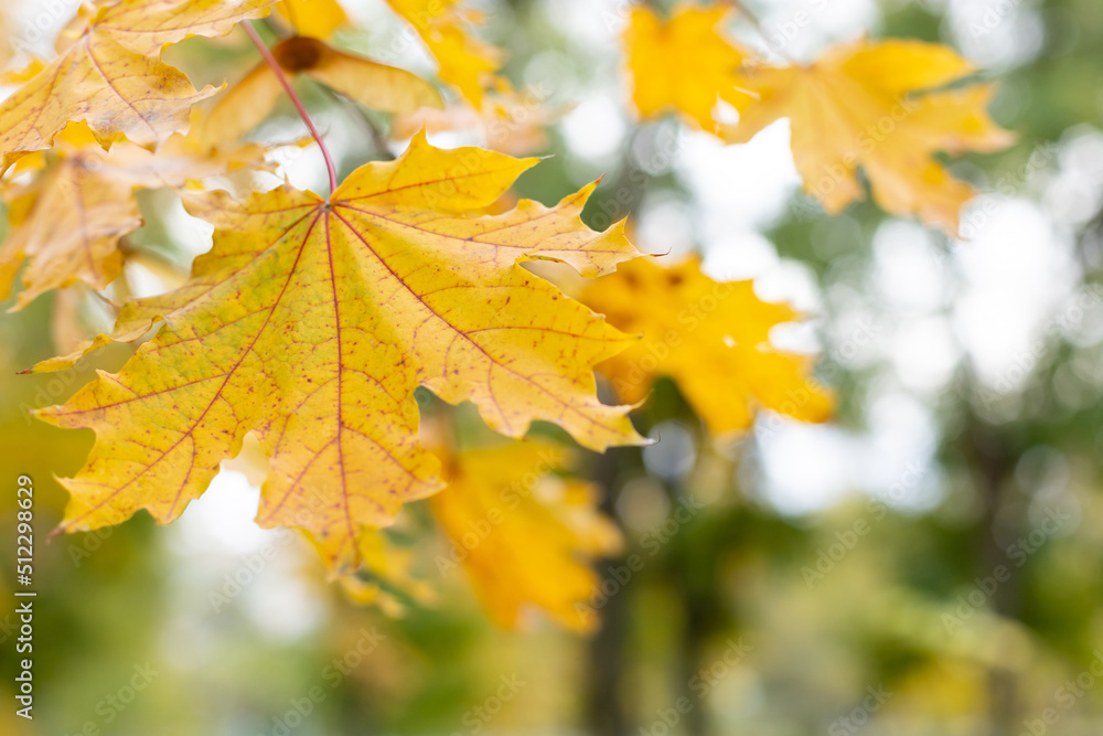 Beautiful yellow maple leaves in autumn park. fall season background Beautiful yellow maple leaves in autumn park. fall season background
