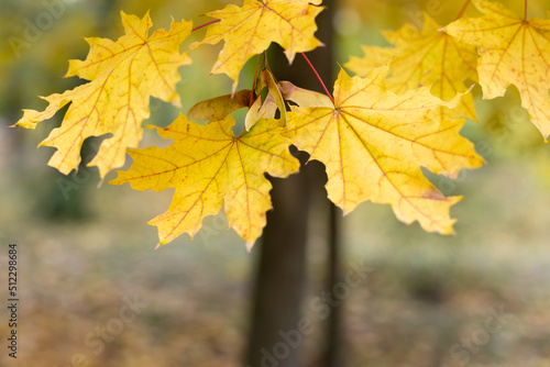 Beautiful yellow maple leaves in autumn park. fall season background