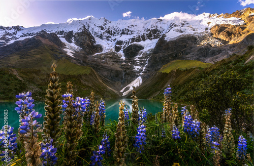 Blooming Andean lupins growing in scenic valley with rocky mountains under blue sky photo