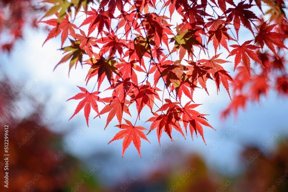 大坂城公園の紅葉 大坂城公園の紅葉