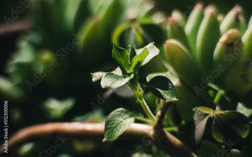 close up of a plant