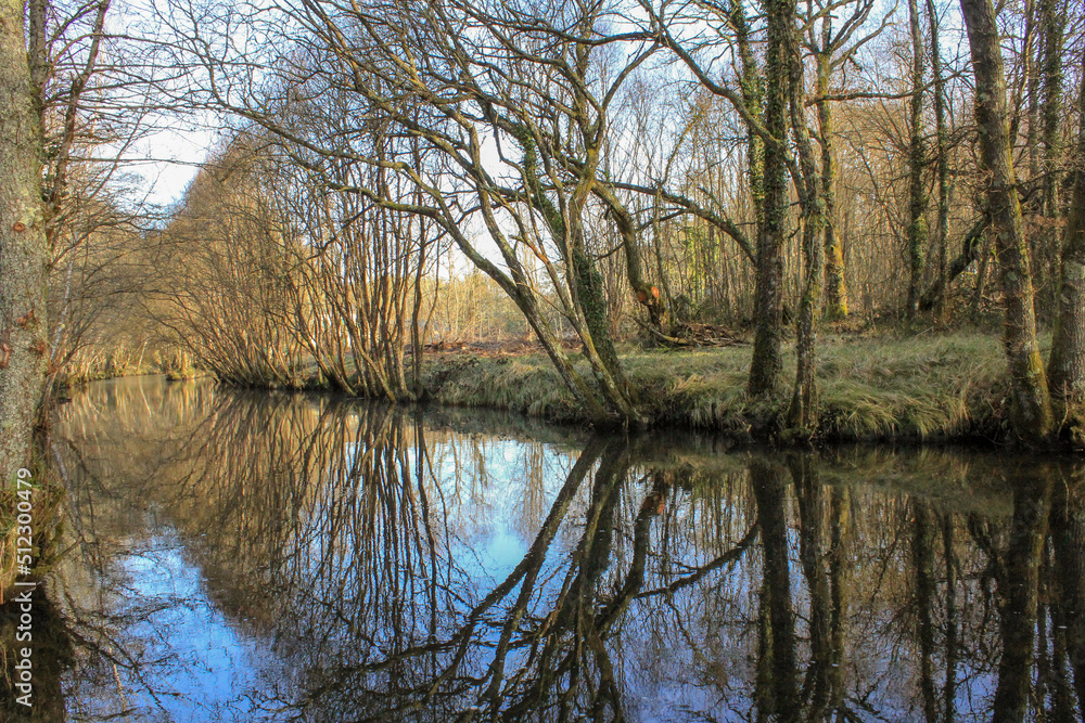 reflection of trees in water