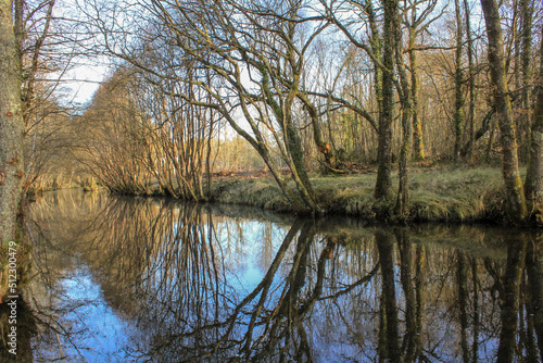 reflection of trees in water