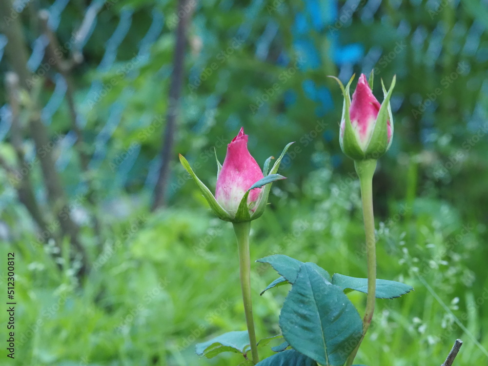 pink lotus flower