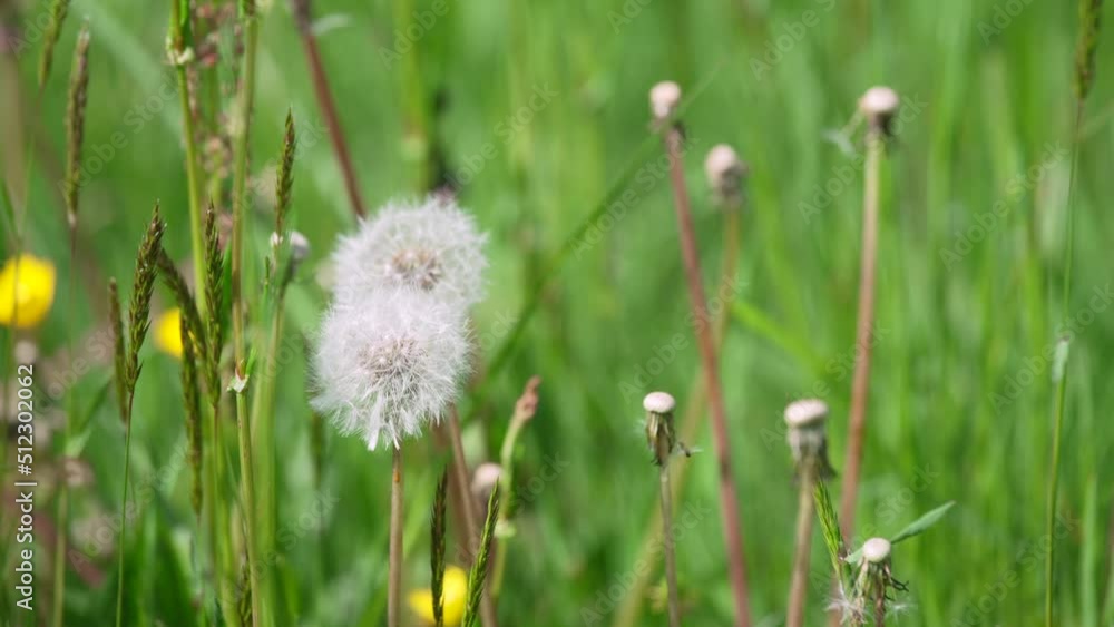 Close-up of two dandelions with a small windblown valance. Close-up of two dandelions with a small windblown valance.
