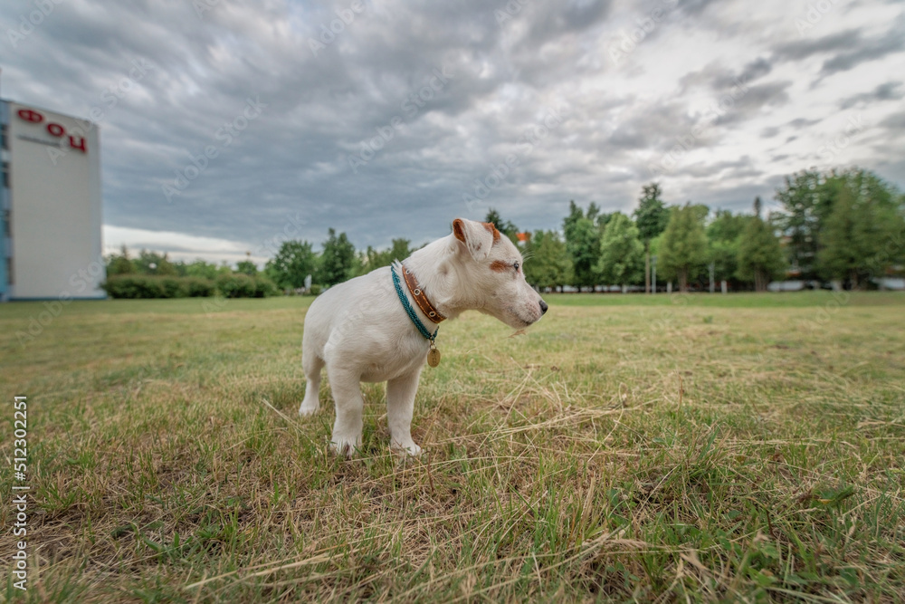 Beautiful thoroughbred Jack Russell Terrier on a walk on a leash on the lawn in the city.. Beautiful thoroughbred Jack Russell Terrier on a walk on a leash on the lawn in the city..