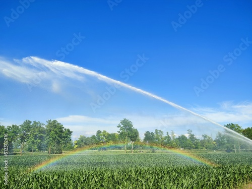 Regenbogen über Maisfeld