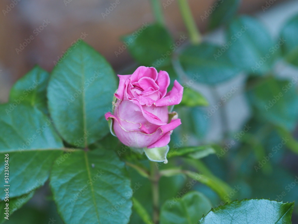 pink rose pink rose