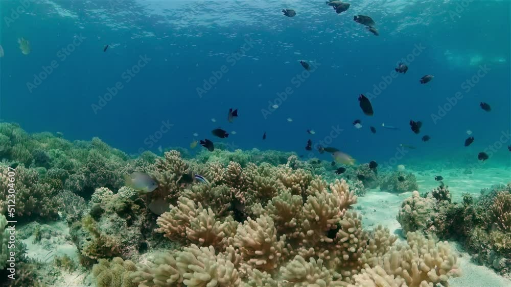 Coral reef underwater with tropical fish. Hard and soft corals, underwater landscape. Travel vacation concept. Philippines. Coral reef underwater with tropical fish. Hard and soft corals, underwater landscape. Travel vacation concept. Philippines.