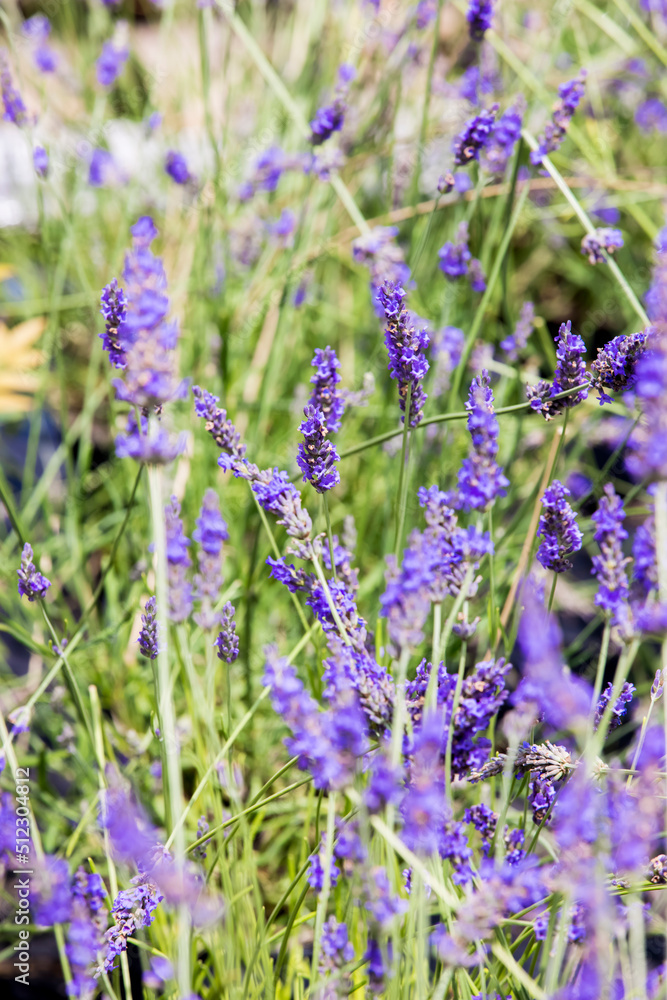Obraz premium Lavande