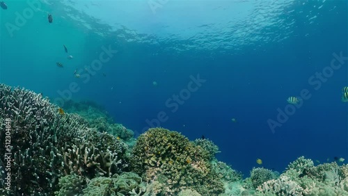Wallpaper Mural Tropical fishes and coral reef at diving. Underwater world with corals and tropical fishes. Torontodigital.ca