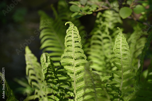 Beautiful juicy shades of green on young fern leaves