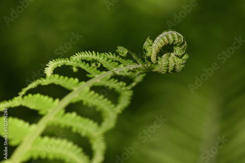 Beautiful juicy shades of green on young fern leaves