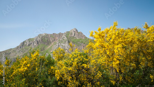 Fototapeta Naklejka Na Ścianę i Meble -  Arbustos de flores amarillas en montaña rocosa