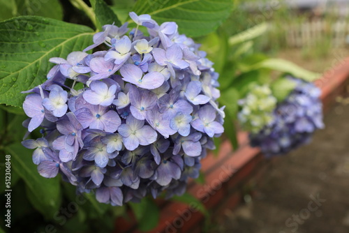 雨に濡れた庭の紫陽花