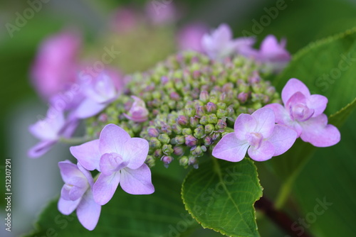 庭の紫陽花