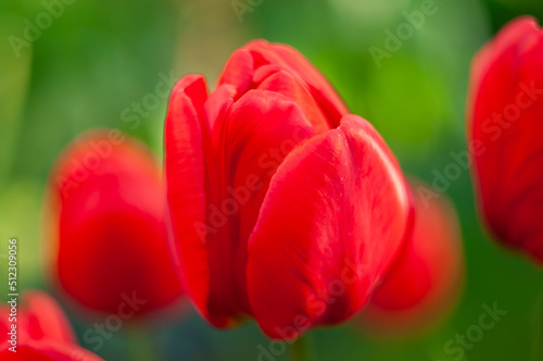 Red tulips. Tulips bud. Gardening. Young plants. Blooming flowers. Simple composition. Selective focus.