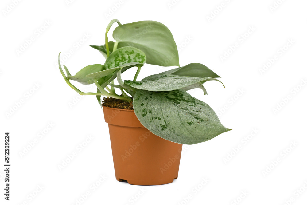 Small exotic 'Scindapsus Pictus Silvery Ann' houseplant in pot on white background Small exotic 'Scindapsus Pictus Silvery Ann' houseplant in pot on white background