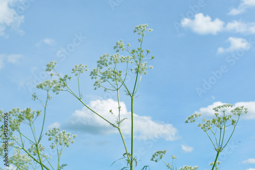 Fototapeta Naklejka Na Ścianę i Meble -  white flowering plant of cumin crop with blue sky
