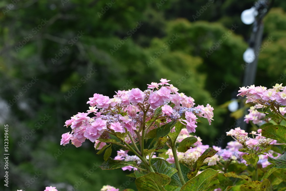 紫陽花の里 紫陽花祭り 紫陽花の里 紫陽花祭り
