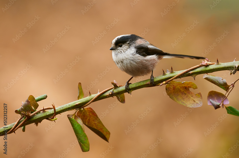 Fototapeta premium A cute long-tailed tit (Aegithalos caudatus)