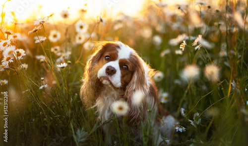 Fotografering Cavalier dog in the flowers