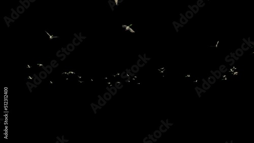 Wild ducks flying, Alpha Channel