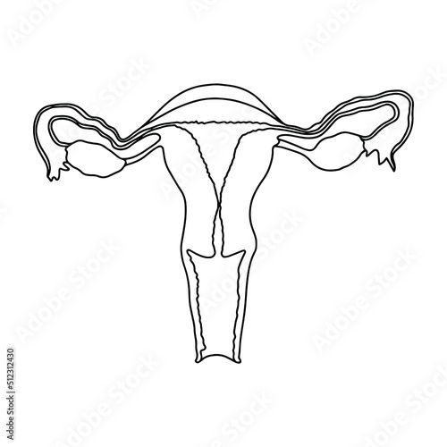Female reproductive system, cross section. Illustration of Human anatomy. 