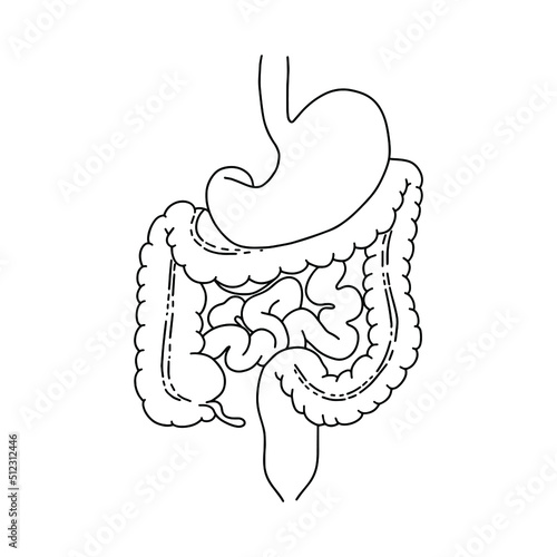 Components of the human intestine. Human digestive system vector illustration. Outline illustration for medical apps and websites. Vector Stock illustration.