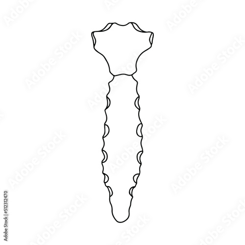 Human body sternum bone anatomy. Structure of the thoracic wall.