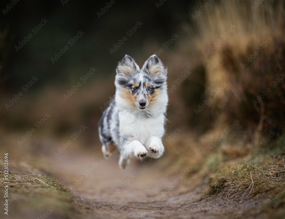 Fototapeta premium red fox vulpes in the wild