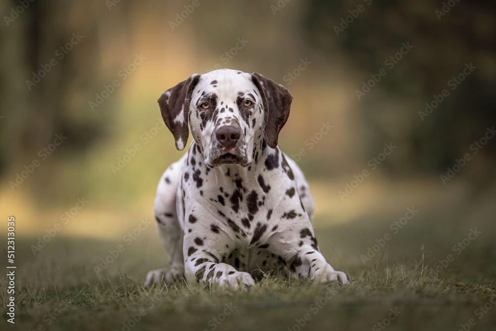 Dalmatian puppy Dalmatian puppy