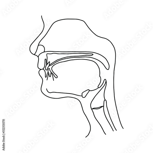 Human head cross section. Illustration from vector about science and medical. Vector Stock illustration.