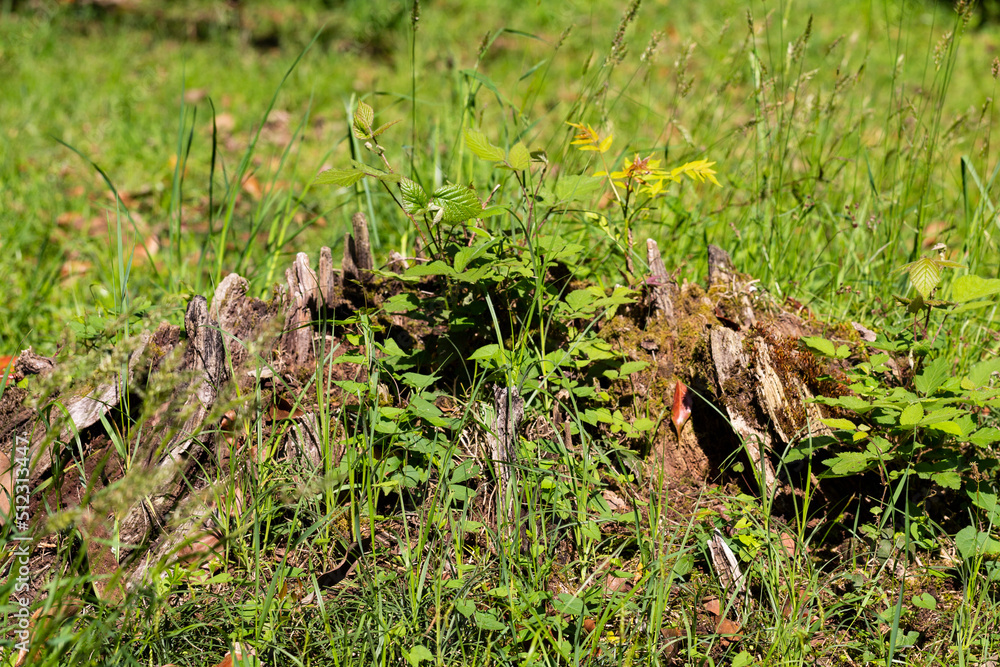 Old tree stump in the forest closeup. Old tree stump in the forest closeup.