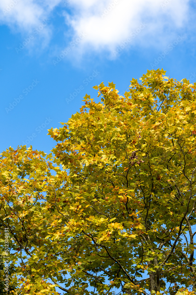 秋の自然風景　紅葉したスズカケノキ