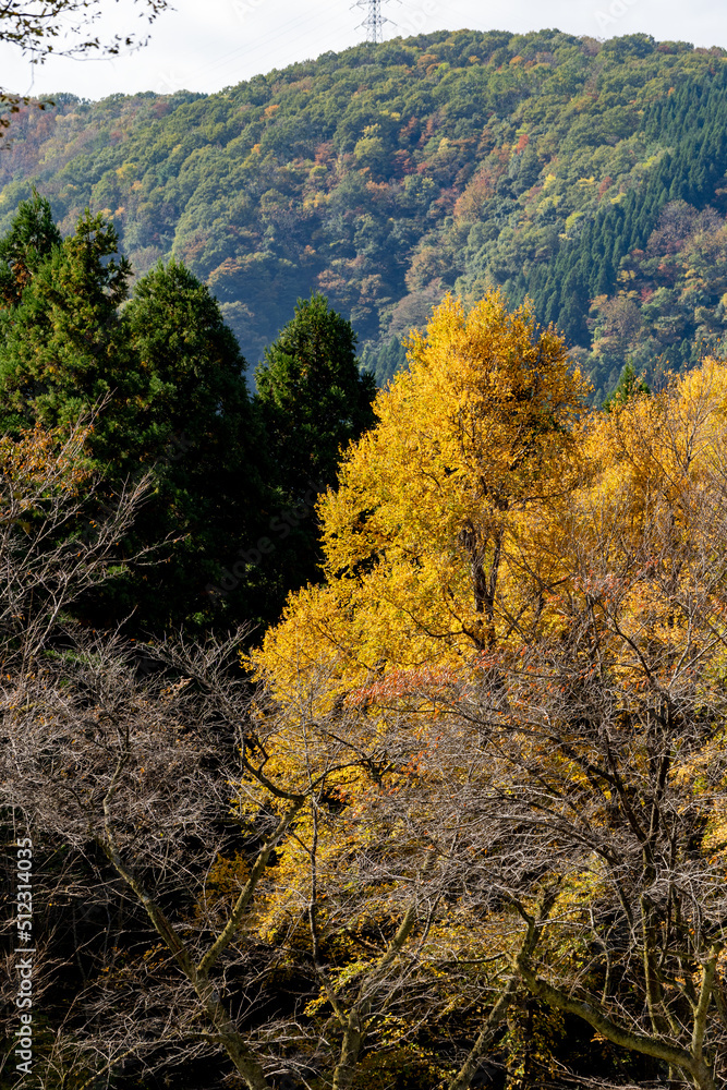 秋の自然風景　森