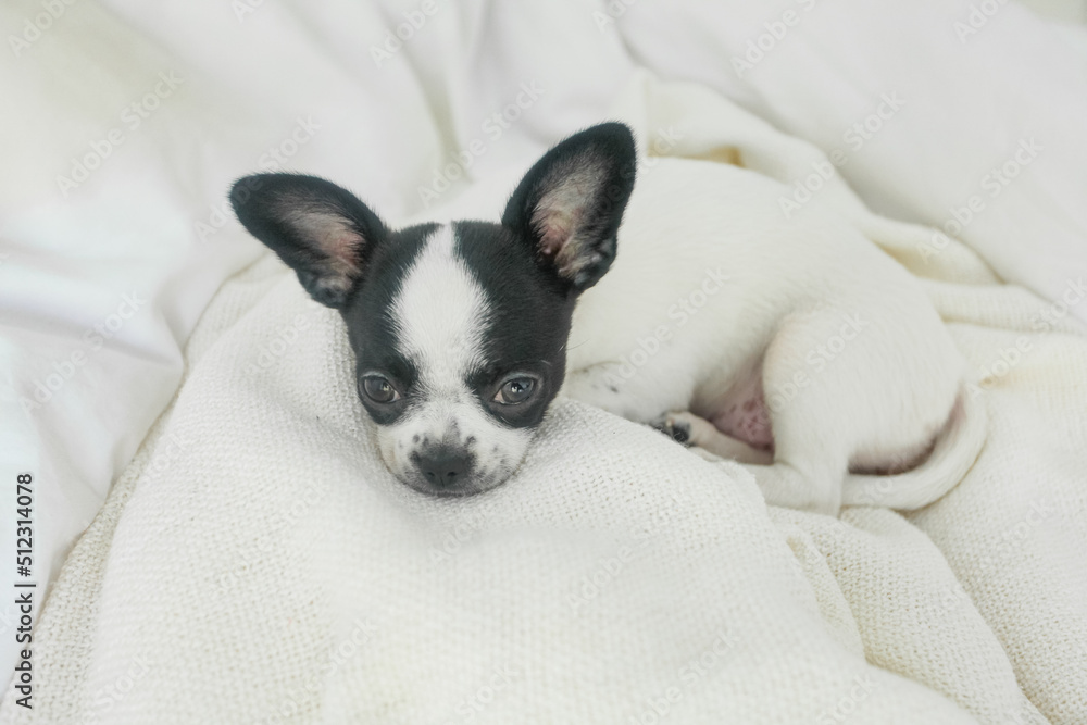 Little sweet cute chihuahua puppy on a white background