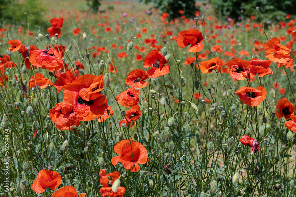 Naklejka premium Flowers Red poppies blossom on wild field. Beautiful field red poppies with selective focus. soft light. Natural drugs. Glade of red poppies. Lonely poppy. Soft focus blur
