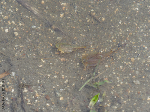 水田に住むカブトエビ photo